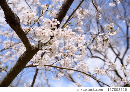 Sakura in Mukawa 137808216