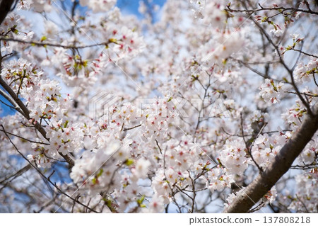 Sakura in Mukawa 137808218