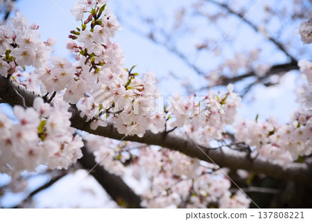 Mukawa的櫻花 137808221