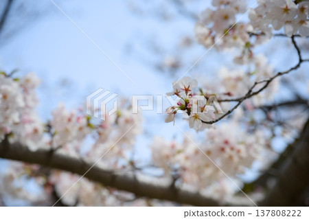 Mukawa的櫻花 Mukawa的櫻花 137808222