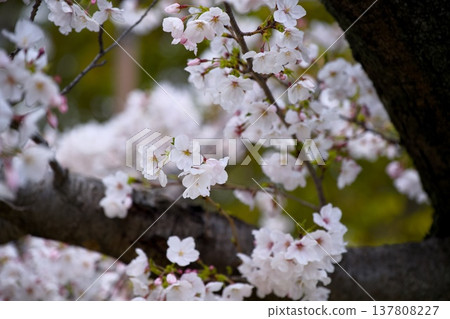 Sakura in Mukawa Sakura in Mukawa 137808227
