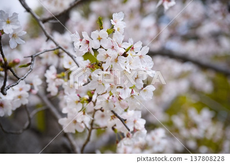 Sakura in Mukawa 137808228