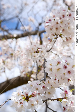 Sakura in Mukawa 137808232