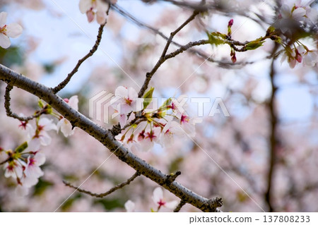 Sakura in Mukawa 137808233