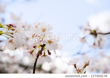 Sakura in Mukawa 137808236