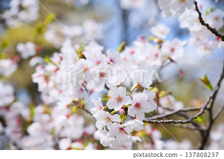 Sakura in Mukawa Sakura in Mukawa 137808237