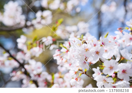 Mukawa的櫻花 Mukawa的櫻花 137808238