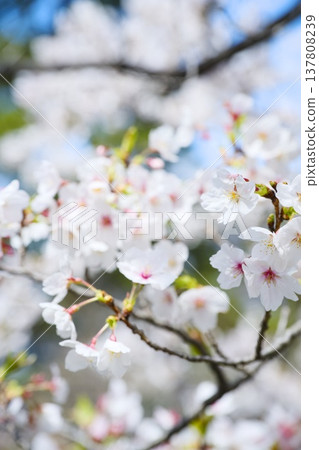 Sakura in Mukawa Sakura in Mukawa 137808239