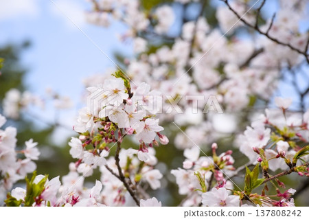 Sakura in Mukawa 137808242