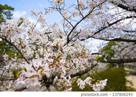 Sakura in Mukawa Sakura in Mukawa 137808243
