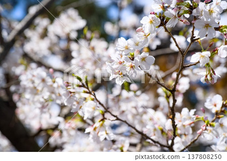 Sakura in Mukawa Sakura in Mukawa 137808250