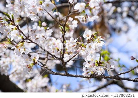 Sakura in Mukawa Sakura in Mukawa 137808251