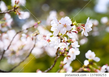 Sakura in Mukawa Sakura in Mukawa 137808253