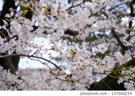 Sakura in Mukawa Sakura in Mukawa 137808254
