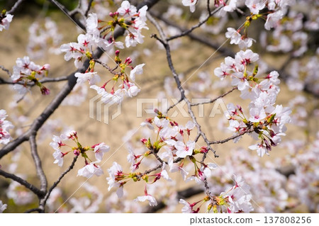 Sakura in Mukawa 137808256