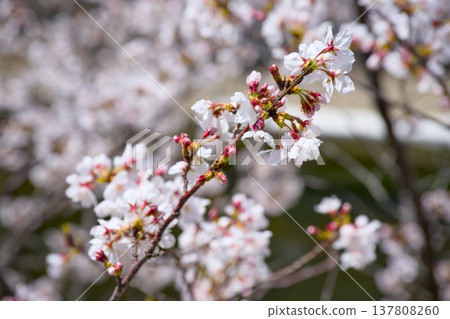 Sakura in Mukawa 137808260