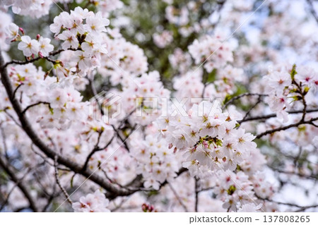 Sakura in Mukawa Sakura in Mukawa 137808265