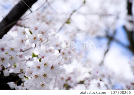 Sakura in Mukawa Sakura in Mukawa 137808266