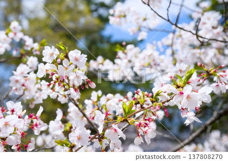 Mukawa的櫻花 Mukawa的櫻花 137808270