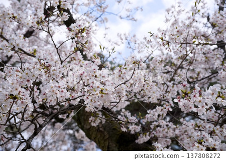 Sakura in Mukawa Sakura in Mukawa 137808272