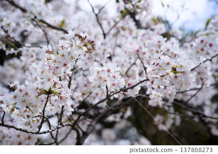 Sakura in Mukawa Sakura in Mukawa 137808273