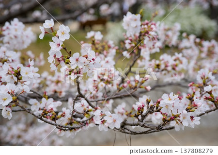 Sakura in Mukawa Sakura in Mukawa 137808279