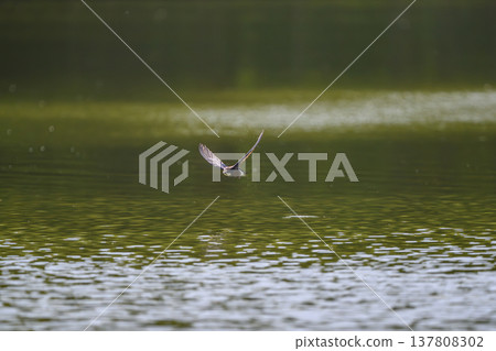 一隻藍尾雨燕高速掠過水面。 一隻藍尾雨燕高速掠過水面。 137808302