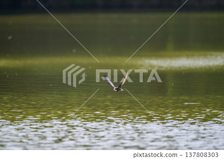 一隻藍尾雨燕高速掠過水面。 一隻藍尾雨燕高速掠過水面。 137808303