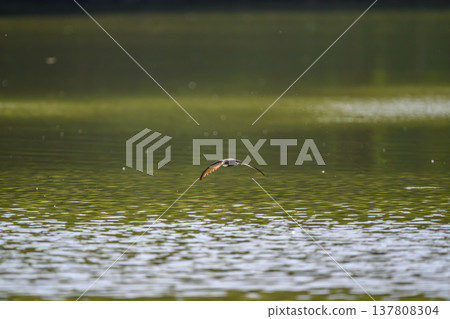 一隻藍尾雨燕高速掠過水面。 一隻藍尾雨燕高速掠過水面。 137808304