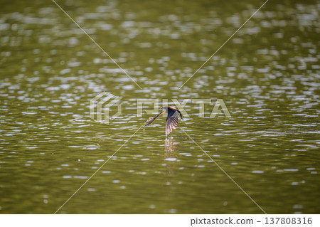 A blue-tailed swift flies at high speed over the water surface A blue-tailed swift flies at high speed over the water surface 137808316