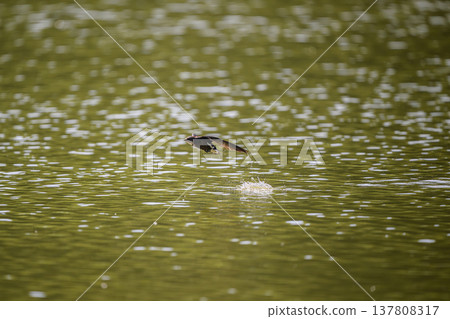 A blue-tailed swift flies at high speed over the water surface 137808317