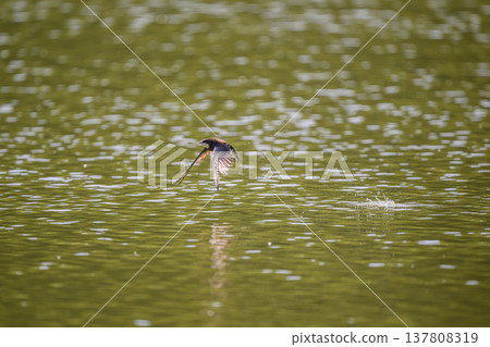 A blue-tailed swift flies at high speed over the water surface A blue-tailed swift flies at high speed over the water surface 137808319