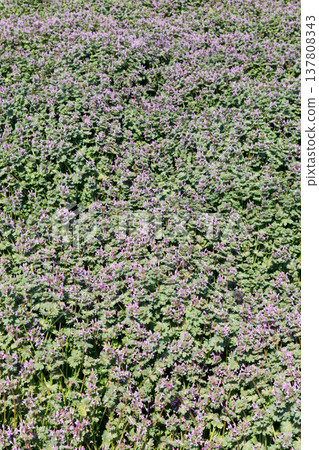 A full bloom photo A full bloom photo 137808343