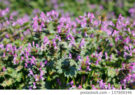 盛開的照片 137808346