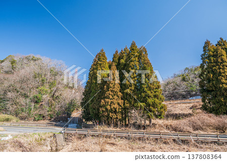 Coniferous forests of Lake Biwa, Nishi-Asai-cho, Nagahama City, Shiga Prefecture Coniferous forests of Lake Biwa, Nishi-Asai-cho, Nagahama City, Shiga Prefecture 137808364