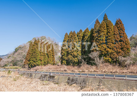 滋賀縣長濱市西淺井町琵琶湖針葉林 137808367