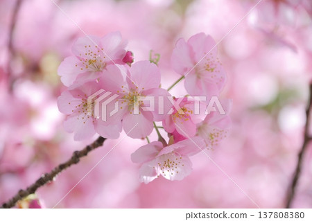 Cherry blossoms herald the arrival of spring 137808380