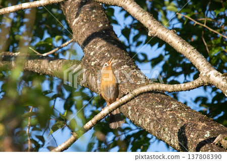 Early morning, a Chinese Hwamei sings on a branch. 137808390