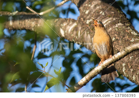 A Chinese Hwamei singing in the morning sun. A Chinese Hwamei singing in the morning sun. 137808393