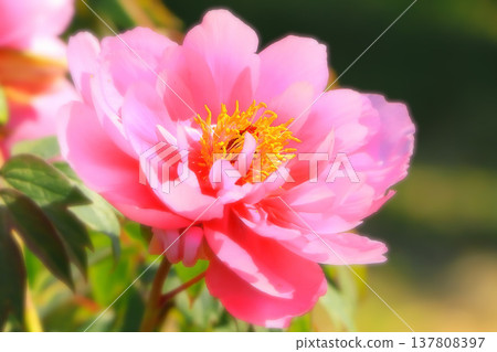 Bright pink peony flower Bright pink peony flower 137808397