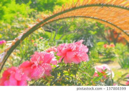 Beautiful pink peony flowers protected from frost Beautiful pink peony flowers protected from frost 137808399