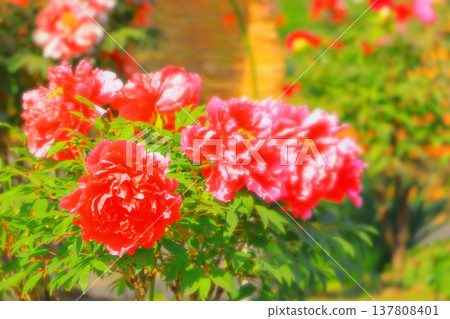 Bright red peony flower 137808401
