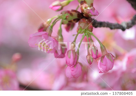 可愛的櫻花花苞 137808405