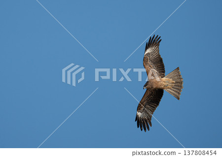 Flying in the sky Flying in the sky 137808454