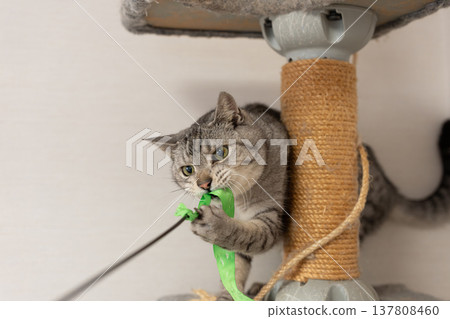 Cute cat playing with a toy, brown tabby cat Cute cat playing with a toy, brown tabby cat 137808460