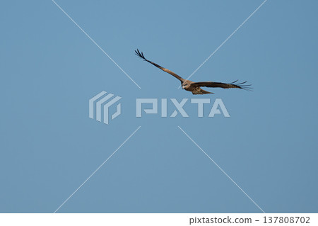 Flying in the sky Flying in the sky 137808702