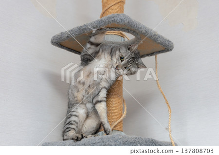 Cute cat playing with a toy, brown tabby cat Cute cat playing with a toy, brown tabby cat 137808703