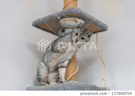 Cute cat playing with a toy, brown tabby cat Cute cat playing with a toy, brown tabby cat 137808704