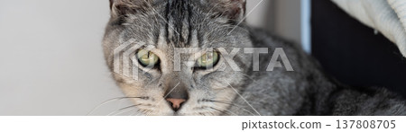 The staring cat, the Sabatra cat The staring cat, the Sabatra cat 137808705
