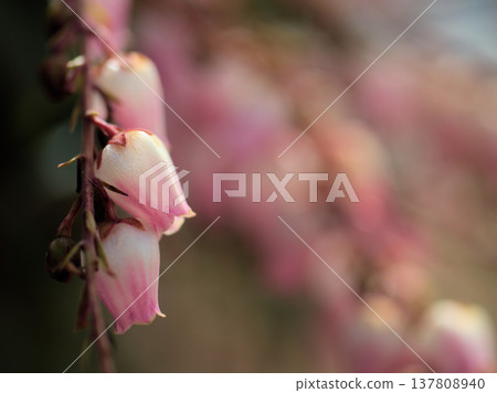 三月陽光燦爛的日子裡，可愛的日本杜鵑（Pieris japonica）花朵盛開。 137808940